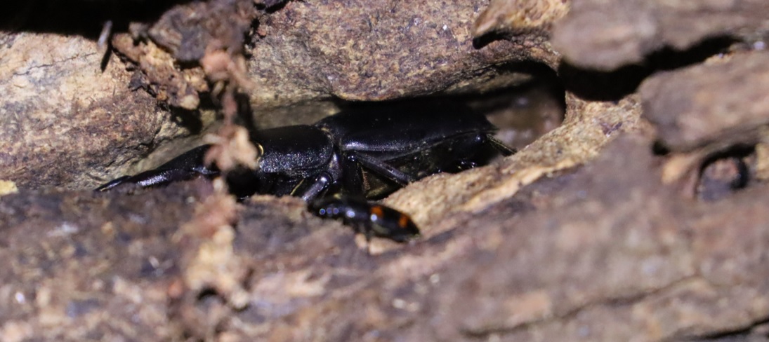 枝先のヤナギ①_洞に潜む ヒラタクワガタ♂46ｍｍ_ヤナギ林_2023年7月4日19時40分気温25.5度